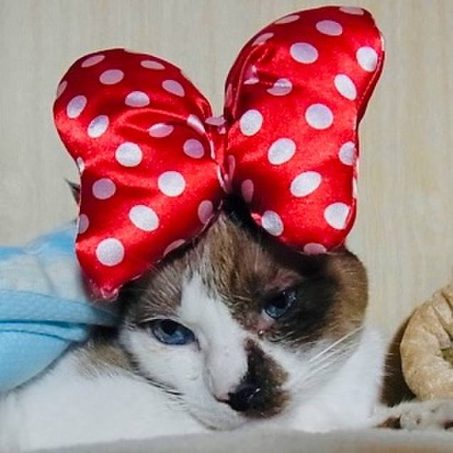 Ddc40f77 f321 4ed0 b5e8 163ea95cd03f 1728876000346