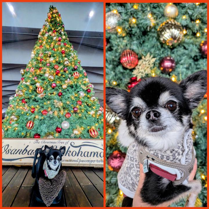 Ddc7cb1d c274 4afa a4cf e77f10e7431c 1765611585876