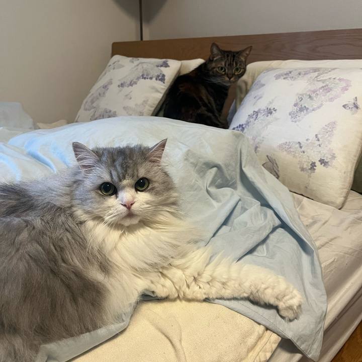 Ddcb16fc 0342 48b4 9cfe 74a1af804bf0 1734788206129