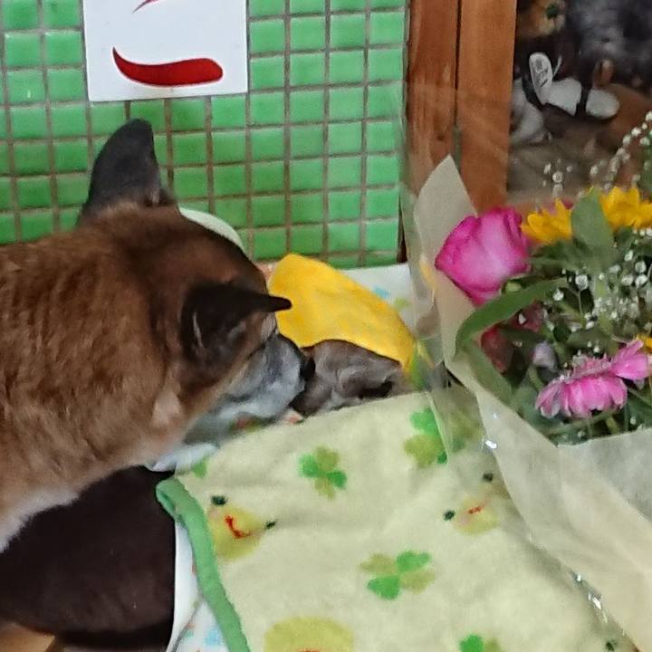 Ddcb58cc ada9 4b0e 9451 427425c4602f 1543629105870