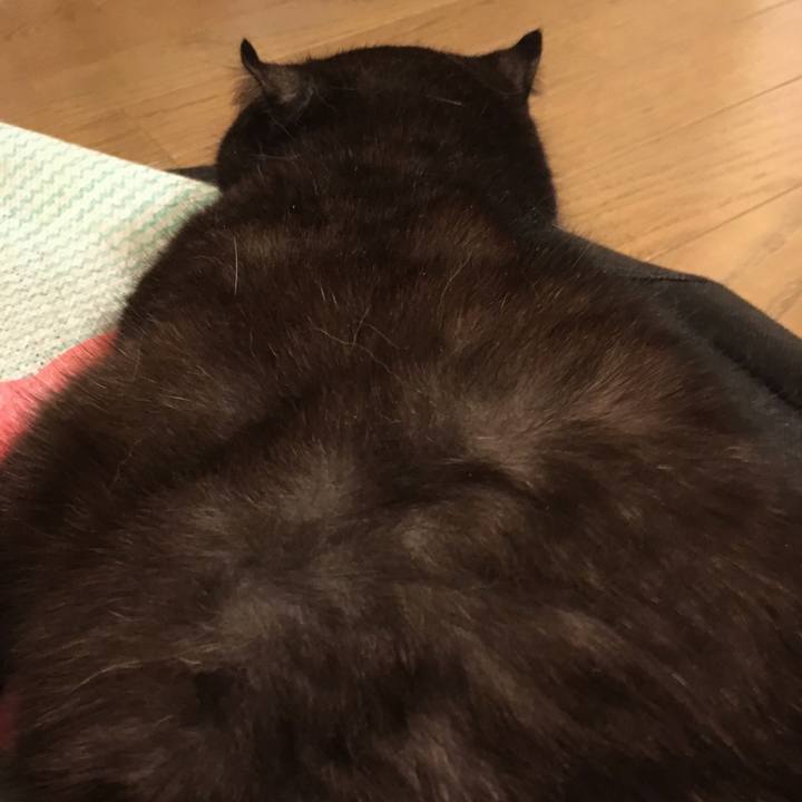 Ddccb1c8 d982 4e2f b254 3d0a0dc58291 1545400394260