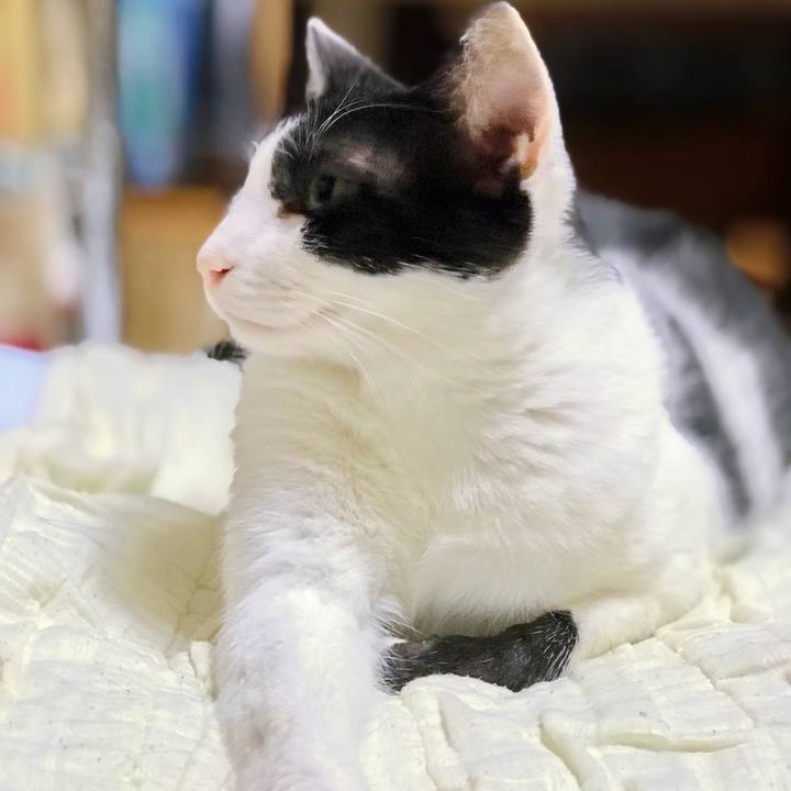 Ddccc118 3f38 4a36 999b 2482c74686d5 1508470624292