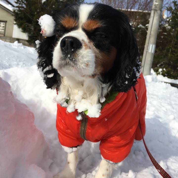 Ddccf8a4 9e26 4e5f b537 97e5461c709a 1513744160673