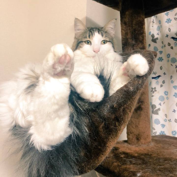 Ddd207f1 7039 488f b63a c1926d3b0850 1543409657119