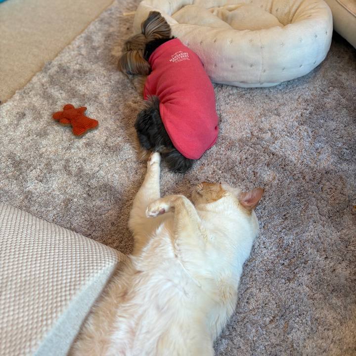 Ddd23e50 0cd9 423f a0ac 0f3a2507de1b 1764453900591