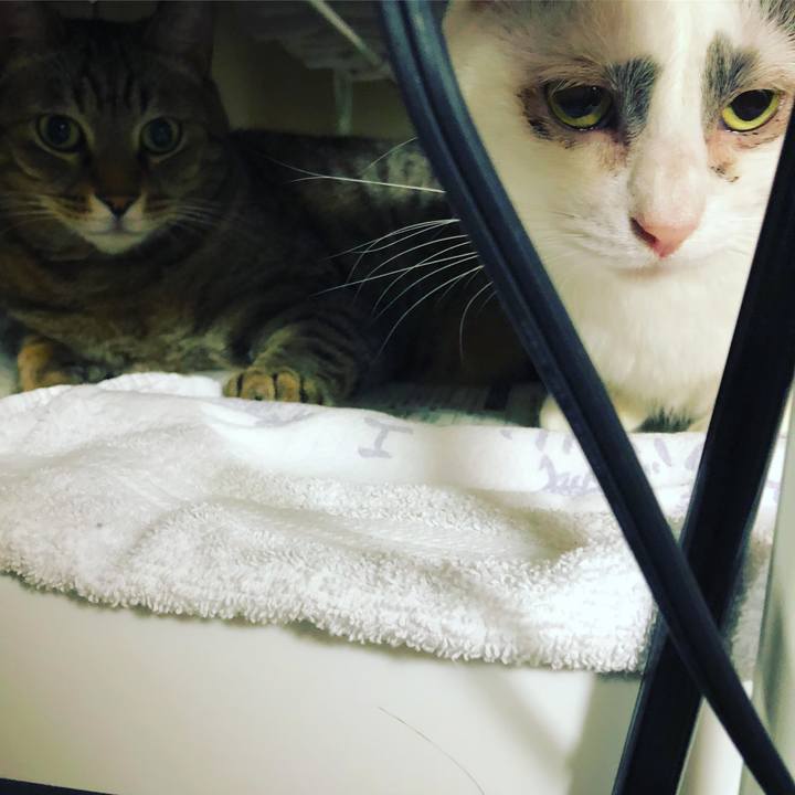 Ddd2e5ac 3494 4c2d 8b38 dffc3599ea71 1529772109073