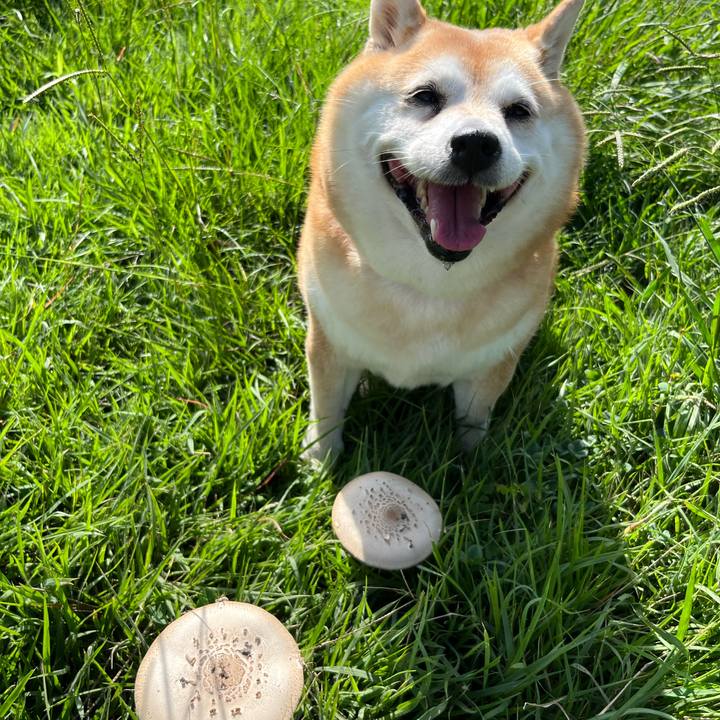 Ddd6822a bb56 4620 adaa b5cd5e876813 1696076334517