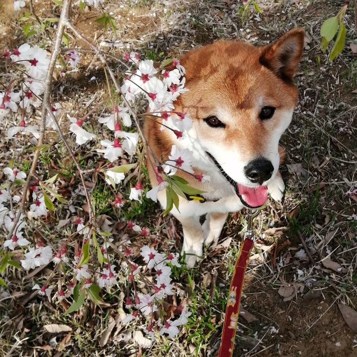 Ddd684ef 940b 4a54 b33c e83487fc04c5 1586589424964