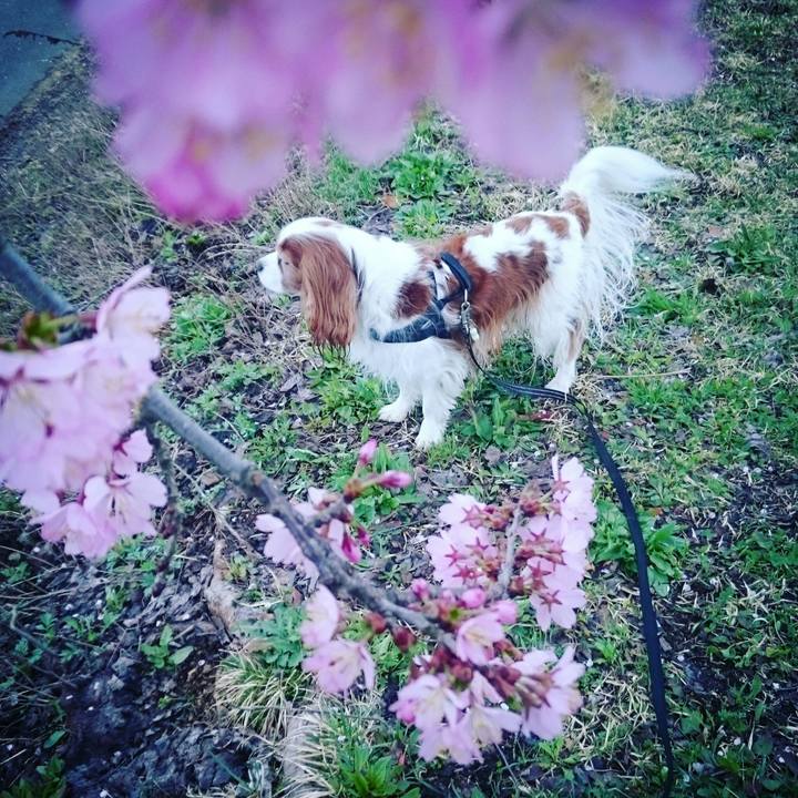 Ddd7ca65 1944 4211 9840 e59519cf62f2 1523917210427