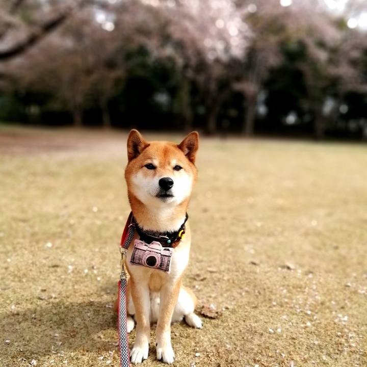 Ddda1fe6 2605 41ce 953e 8503b1f1aeff 1586228844979