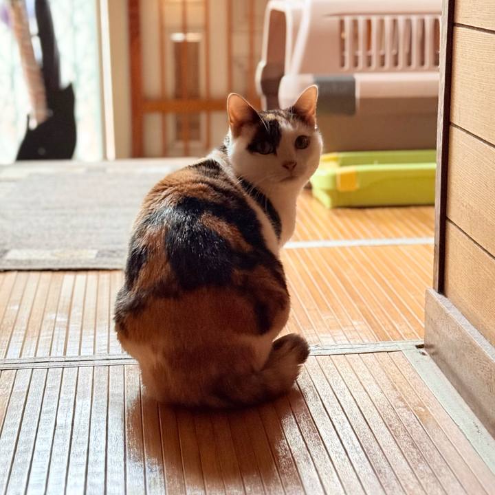 Ddda3466 7d3a 47df 8486 beb76e997914 1767748262031