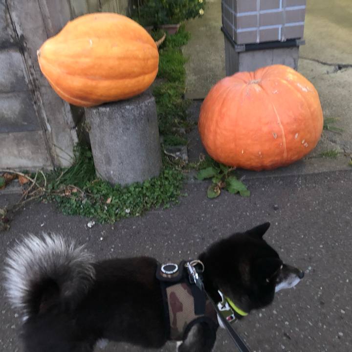 Dddb1c12 b06c 4cc8 bde9 5e1671268f17 1603947169948