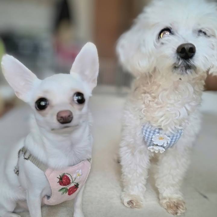 Dde37d0f 9985 442e a0ed 7b8c3591851f 1722510694486