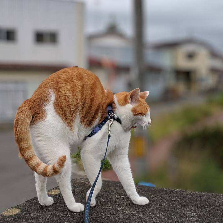 Dde43353 1c97 4b31 8cab 2bd0e98bd66d 1563159761267