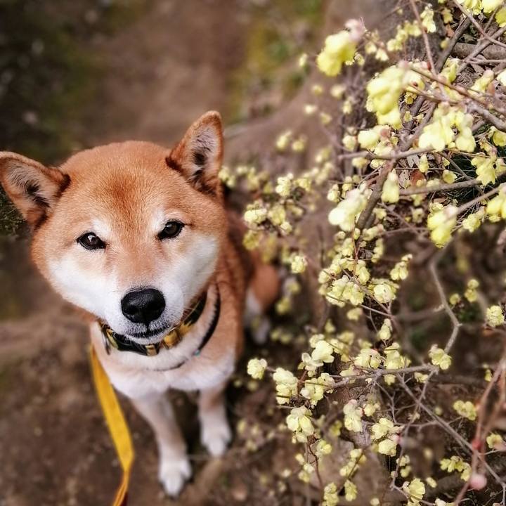 Dde4a3d3 cfc1 47ec b57c 980c0cb8e76e 1616142192317