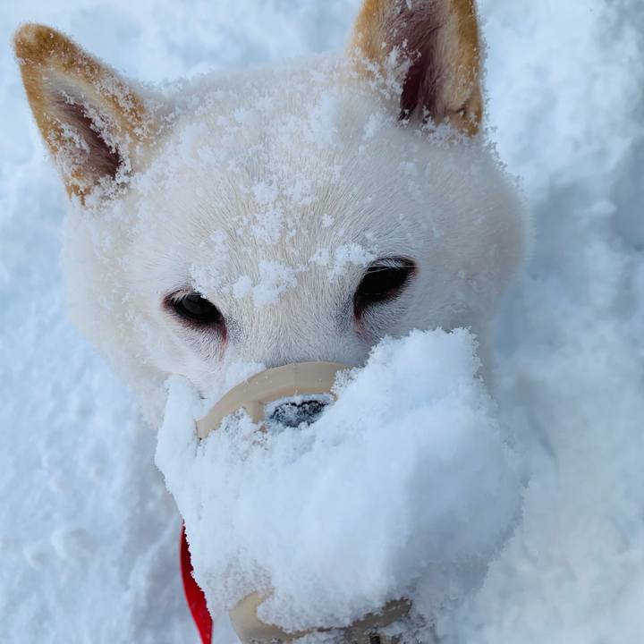 Dde59d4c b86a 46c8 a833 51fe1794c848 1608010983485