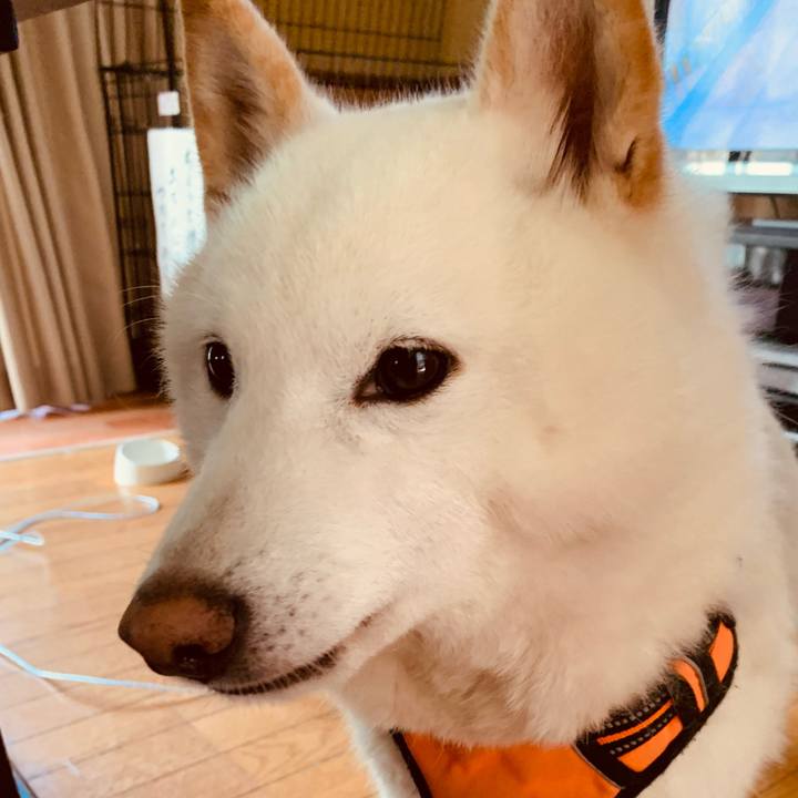 Dde7926d e377 4644 b4dc a19729e9b6a4 1619212069713