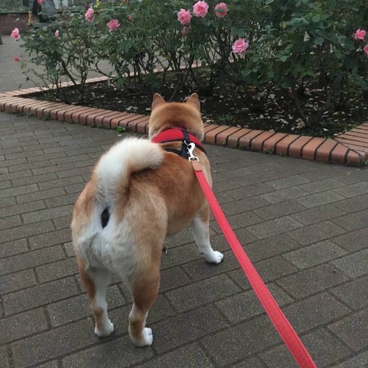 Dde919bd 102a 41e4 bf61 9247cf74e277 1604652004021