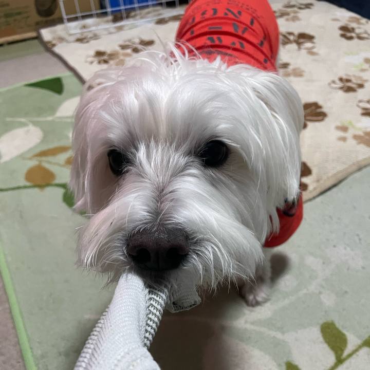 Ddecf988 6665 4804 945e b209e5227734 1734432236097