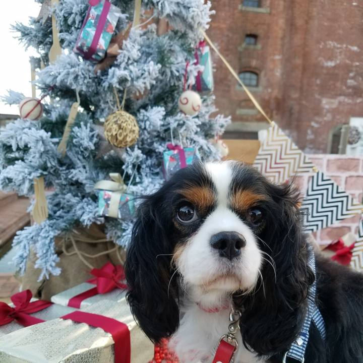 Ddf33aa4 080f 4f6b a463 1db8da61c89c 1513602479714