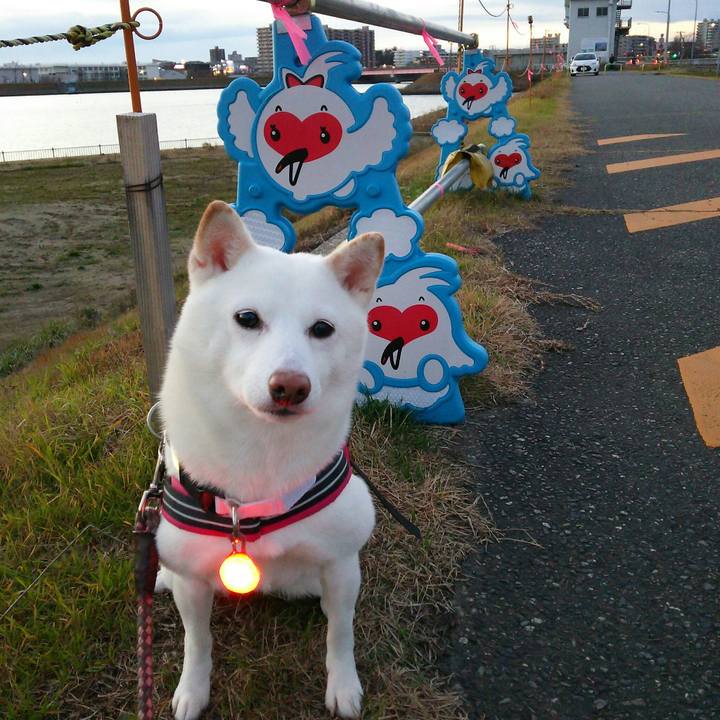 De0166e6 0263 45cb 9e68 5f41cfd3e74a 1544949056234