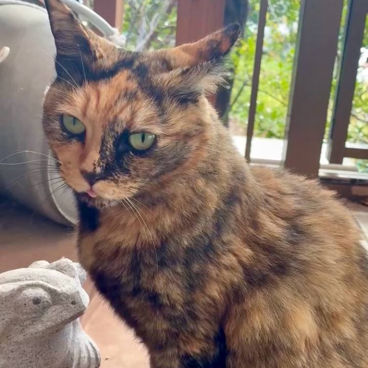 De0347e3 631a 4f3b a29b 34607f8a609f 1761965198870