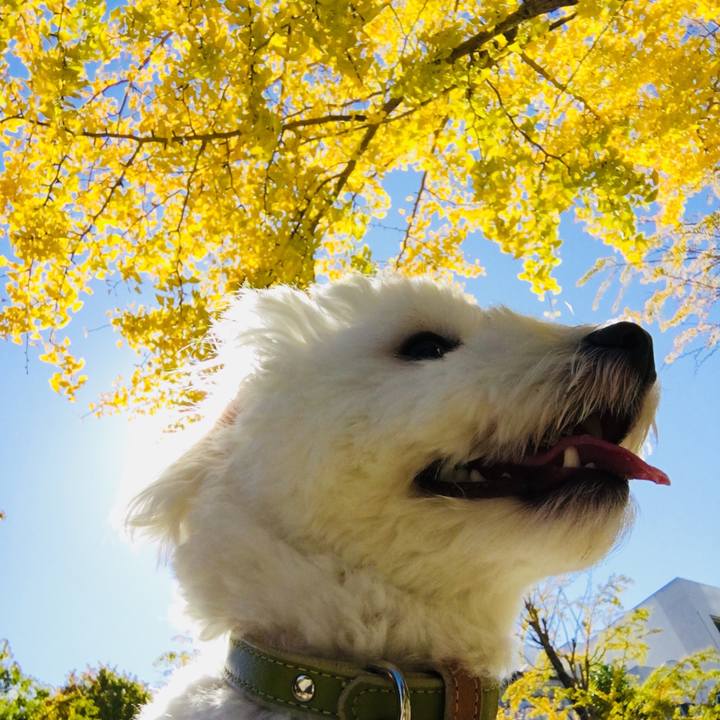 De06726c 4460 4689 9715 5e0f0f861752 1509335231081