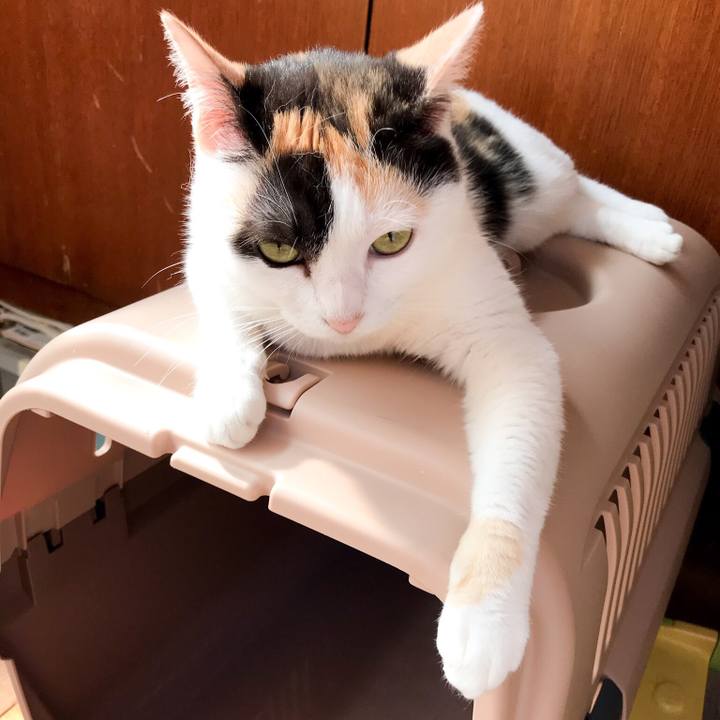 De0808fc 012d 4da9 919a 746f1bb3c3c2 1530064478825