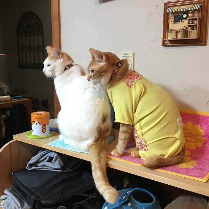 De089179 6336 415d 9997 34092b988029 1517791810276