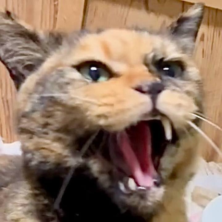 De09048b 9286 420e aebe b8c49f4eea65 1757281430910