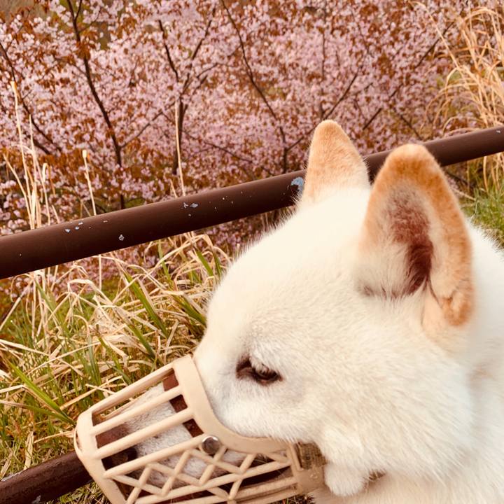 De0ae594 e113 41b2 a94b 0c1cebf16964 1588716478230