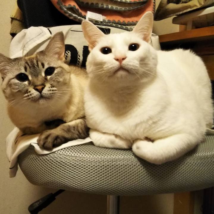 De0e422e 51b4 446a 958c e466ae1172e1 1575388298403