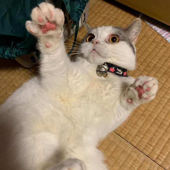 De13c3d6 dc84 401b 8b81 eef1212da8fa 1590034229289