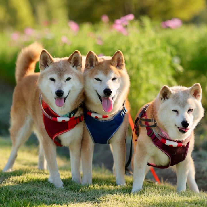 De13e0fd b2e3 43bc 9c7d 0a44f717b38d 1759417380364