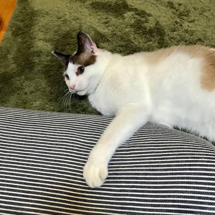 De15b5e3 5ad0 417b b372 6815c9d5db9c 1594176236725