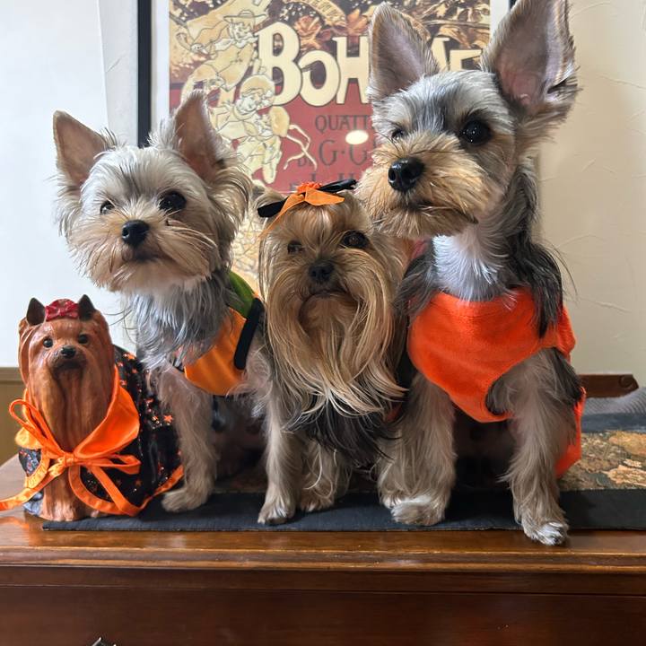 De259c0f 5366 47eb ae0c 43f2f4d6e2da 1730331438935