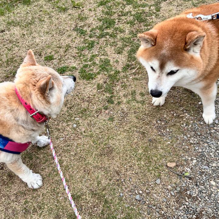 De2632ff 456f 4d06 9406 ee5d2081f874 1744326882489