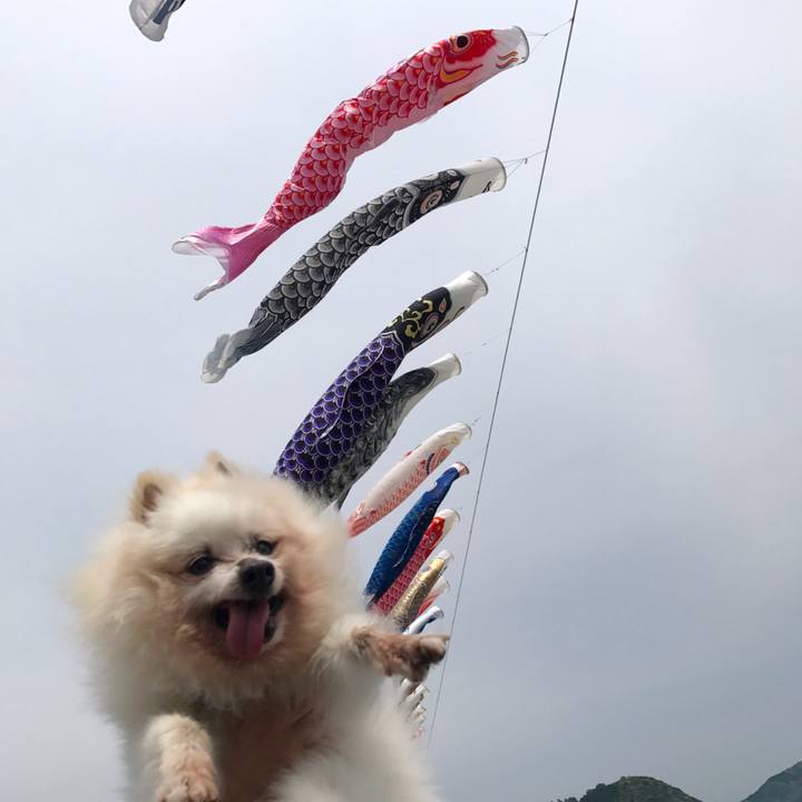 De27231c 4572 491b 8e98 05694584b11e 1525565640260