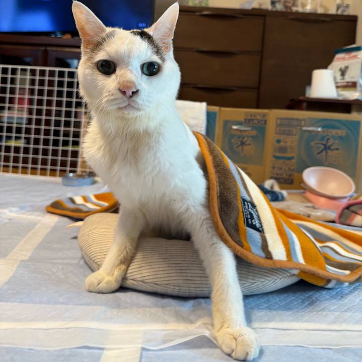 De31ada9 27c6 4015 98b3 82611520695e 1763958291013