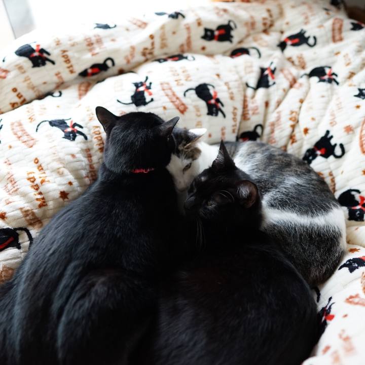 De31d80c c727 4a67 aca7 3b2d0aa012b8 1543063116358