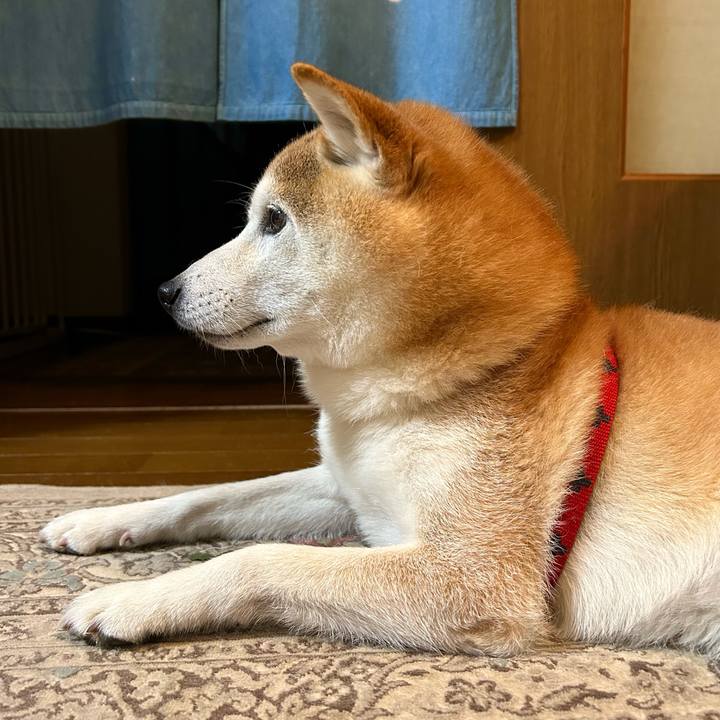 De3489c4 57fd 4e78 a923 f548e8aa1de1 1732189921479