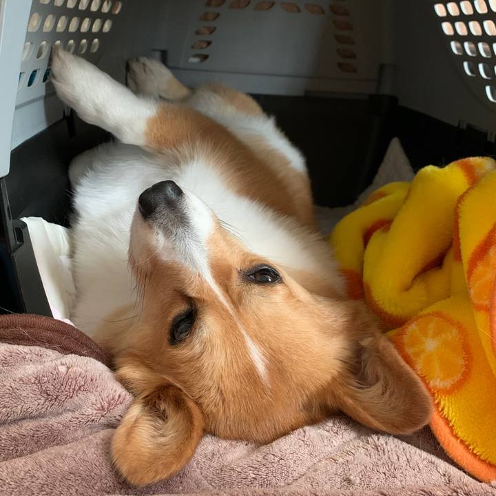 De3504b1 da44 479c ae70 ce75d563927e 1584947892695