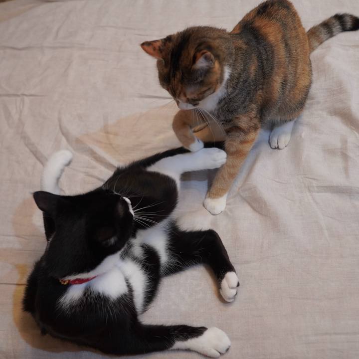 De37fbeb 17eb 42c2 97cf 398bcfefef4e 1596035536107