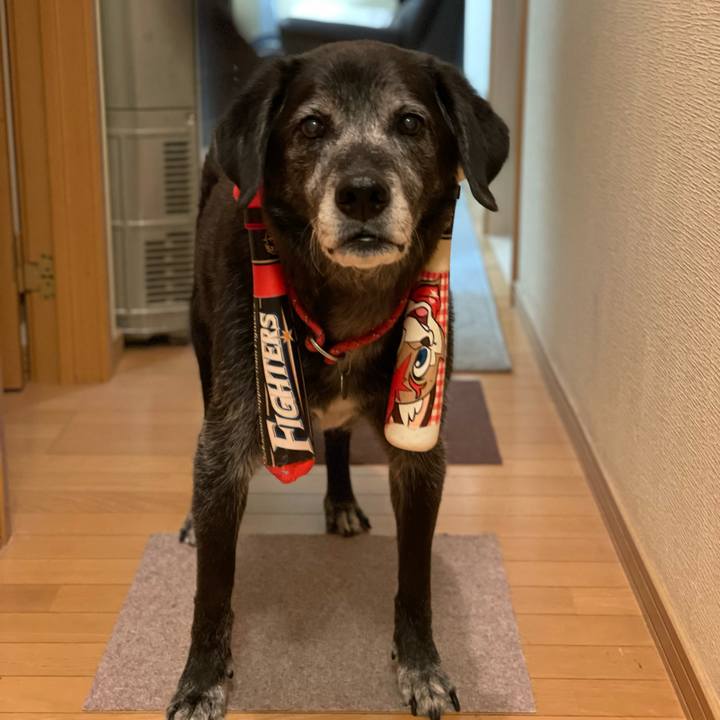 De3bd60b a282 41e5 b8a5 d0050dba3d2a 1760954089509