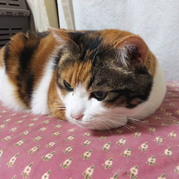 De3c8555 7e11 4ad0 87c3 cdf926aa0cd3 1546811583970