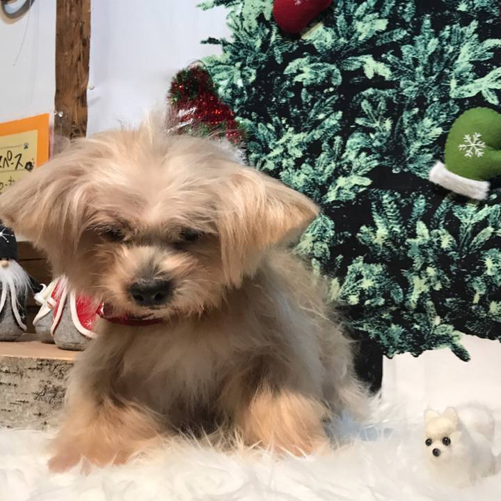 De3e914a 3e53 4a79 a2da c480ff758f41 1545130321366