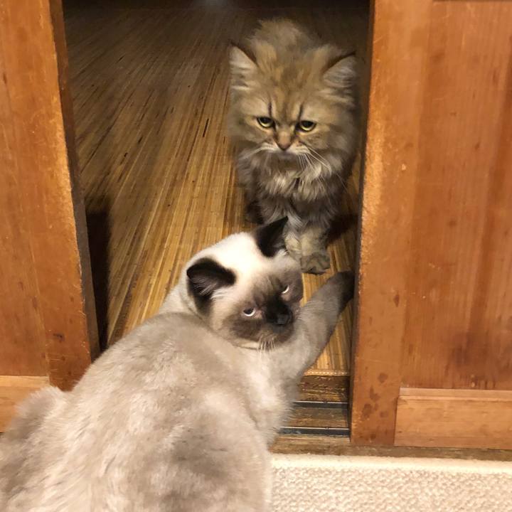 De41169e 06f3 4a7d a39a 3858a65556b8 1595583282732