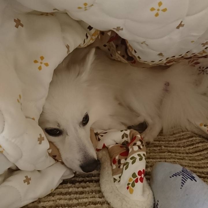 De414f62 1481 40a6 9f34 407a1d1f1c1d 1534431155580