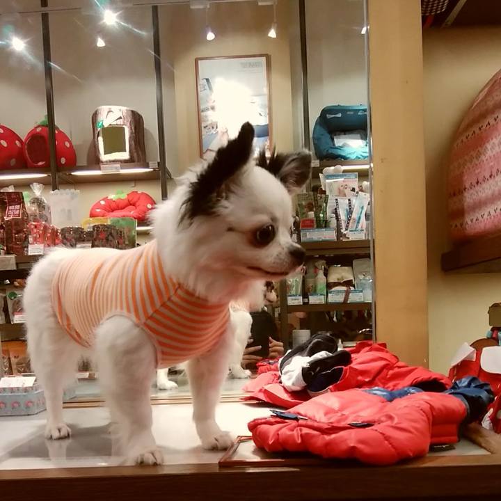 De43491a 370a 46e1 b2c2 b4f1a5ebf0b4 1539525748547