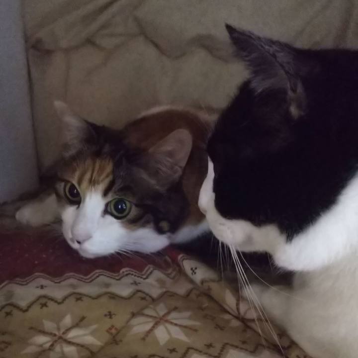 De460fcc efaf 4674 b640 041ef59da215 1576984405261